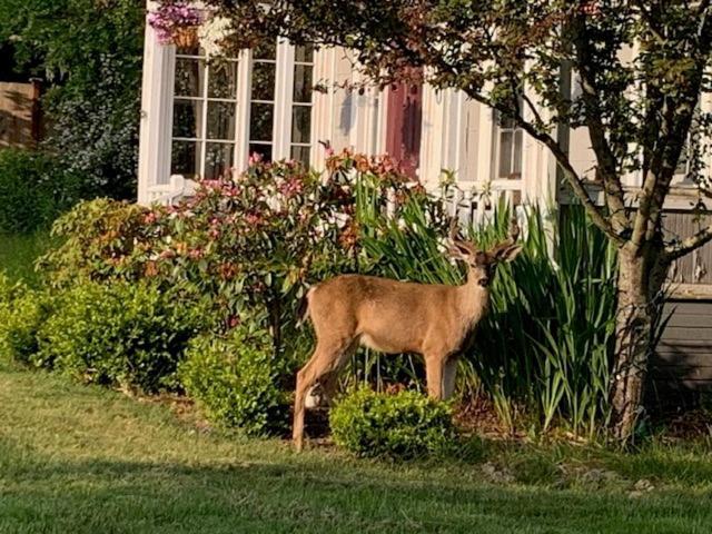 קופוויל Anchorage Inn B&B מראה חיצוני תמונה